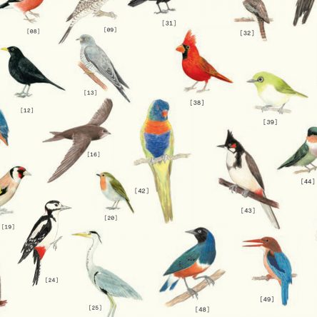 Feathered Friends - Blog Image