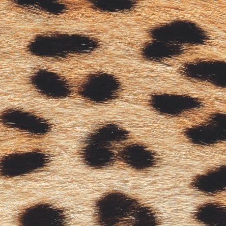 Animal Magic - Blog Image