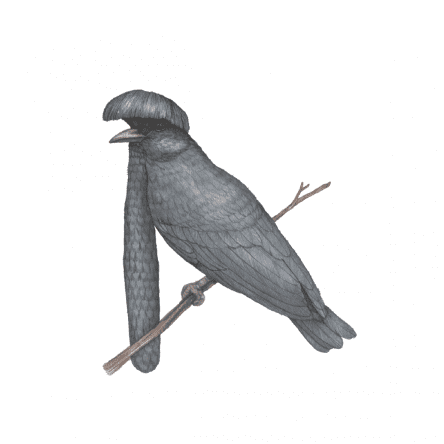 Long-wattled Umbrellabird