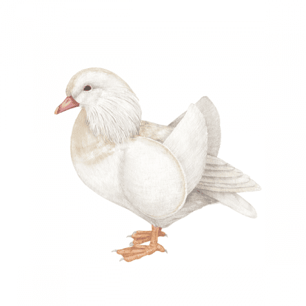 Mandarin Drake Duck Ryuto Miyake