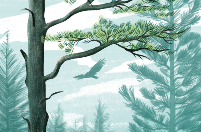 100 Things to Do in a Forest - Blog Image