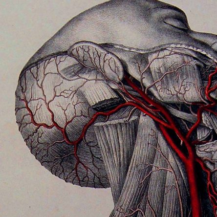 The Morbid Anatomy Story - Blog Image