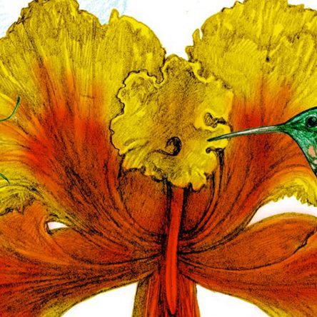 Jonathan Drori’s Top 6 Plants - Blog Image