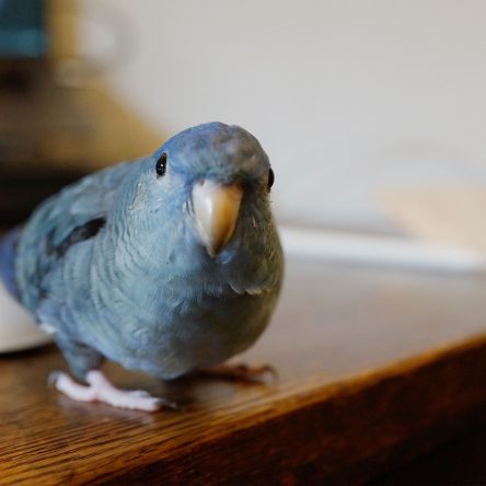 Ryuto Miyake - Blog Image