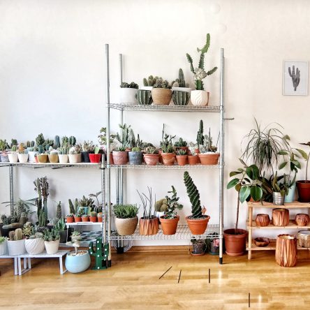 Plant Care Projects for Spring - Blog Image